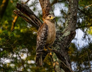 Red-shouldered hawk (Buteo lineatus) on a tree