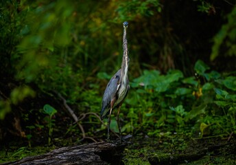 Great blue heron (Ardea herodias) in a green forest