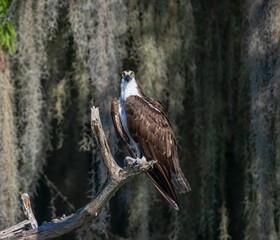 Osprey (Pandion haliaetus) on a branch