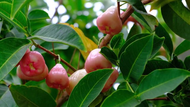 Wax apple, Syzygium Samarangense, java apple, Semarang rose apple, wax jambu.