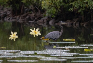 Lotuses (nelumbo) on the surface of a lake with a blue heron (Ardea herodias) in the background