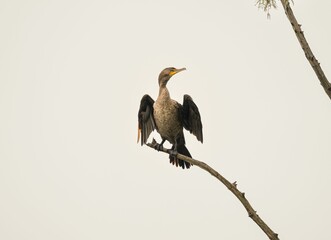 Closeup of a great cormorant (Phalacrocorax carbo) on a branch