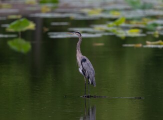 Closeup of a great blue heron (Ardea herodias) standing in the lake water