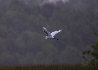 Closeup of a great white heron (Ardea alba) during its flight