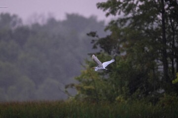 Fototapeta premium Closeup of a great white heron (Ardea alba) during its flight