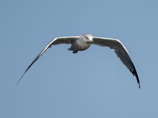 Ring-billed gull (Larus delawarensis) soaring in the blue sky