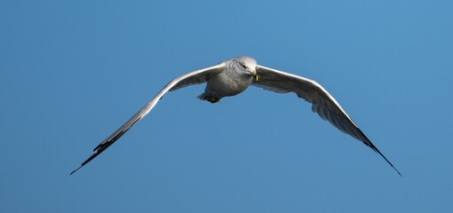 Ring-billed gull (Larus delawarensis) soaring in the blue sky