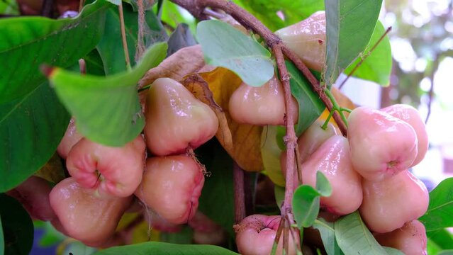 Wax apple, Syzygium Samarangense, java apple, Semarang rose apple, wax jambu.