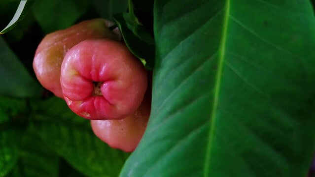 Wax apple, Syzygium Samarangense, java apple, Semarang rose apple, wax jambu.