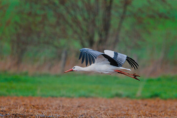 a beautiful stork starts to fly over the field