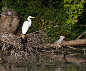 Great egret (Ardea alba) and a black-crowned night heron (Nycticorax nycticorax) perched on the tree