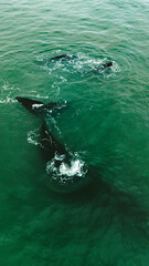 Fototapeta premium Baleia Franca Oceano Atlantico Sul Eubalaena Australis Animal Aquático Água Salgada Mar Vida Marinha Submarina Natureza Peixe Mamífero Sol Verão Conservação Drone Aérea