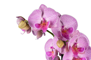 orchid isolated on white
