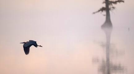View of a beautiful Great blue heron flying over reflective lake on a foggy day