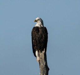 Closeup of a Southern Bald Eagle perched on a wood against a blue sky