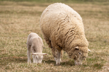 Obraz na płótnie Canvas Mother Sheep and newborn lamb grazing in field in Lancaster County, Pennsylvania. 