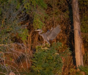 Closeup of a blue heron flying against the autumn forest