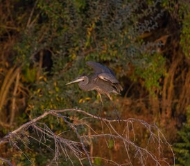 Closeup of a blue heron flying against the autumn forest