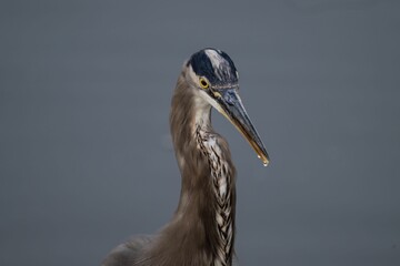 Closeup of a great blue heron in a lake