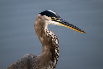 Closeup of a great blue heron in a lake