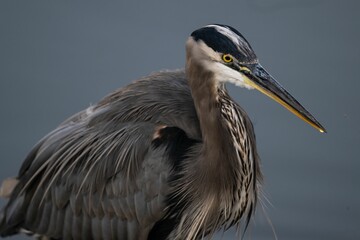 Closeup of a great blue heron in a lake