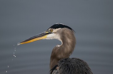 Closeup of a great blue heron in a lake