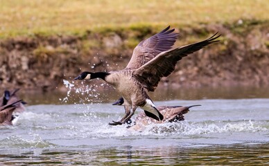 Canada geese (Branta canadensis) swimming together