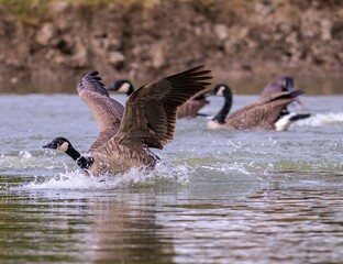 Canada geese (Branta canadensis) swimming together