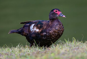 Closeup shot of a  Muscovy duck (Cairina moschata)