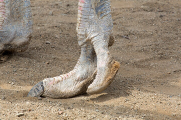 Straußenfuß oder Dinosaurierfuß