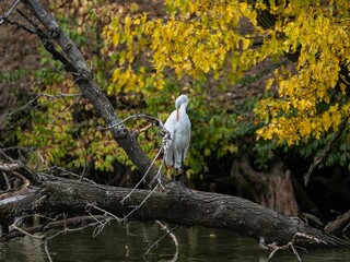 Closeup of a white Eastern great egret perched on a tree on a lake
