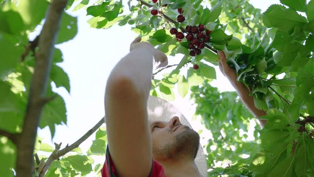 Gardener in hat examines bunch of ripe, dark red sweet cherries on top branch. Harvester picker smiles, looking up at the large juicy berries among green leaves of tree on sunny summer day.