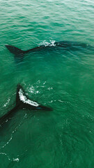 Fototapeta premium Baleia Franca Oceano Atlantico Sul Eubalaena Australis Animal Aquático Água Salgada Mar Vida Marinha Submarina Natureza Peixe Mamífero Sol Verão Conservação Drone Aérea 
