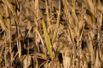 Closeup of corn harvest field on a sunny day