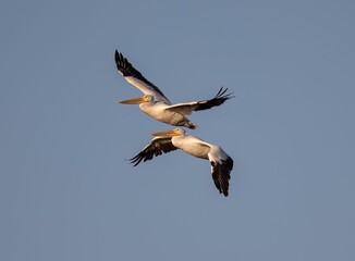 Closeup shot of great pelicans flying in the blue sky