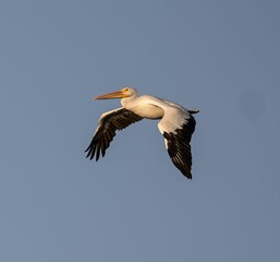 Fototapeta na wymiar Closeup shot of a great pelican flying in the blue sky