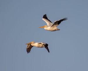 Closeup shot of great pelicans flying in the blue sky