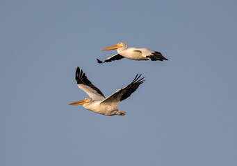 Closeup shot of great pelicans flying in the blue sky