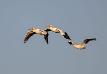 Closeup shot of great pelicans flying in the blue sky