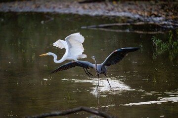 Closeup shot of a black heron and white egret birds in the pond getting ready to fly