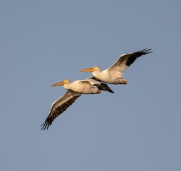Fototapeta na wymiar Closeup shot of great pelicans flying in the blue sky