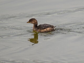Little grebe bird swimming in a pond
