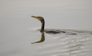 Swimming cormorant in a pond