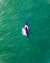 Obraz premium Baleia Franca Oceano Atlantico Sul Eubalaena Australis Animal Aquático Água Salgada Mar Vida Marinha Submarina Natureza Peixe Mamífero Sol Verão Conservação Drone Aérea 