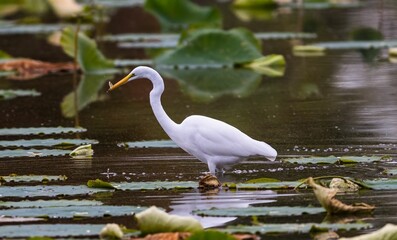 Closeup shot of a great white egret in a pond with a fish in its beak