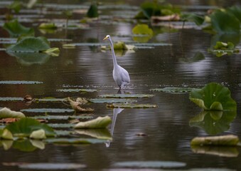 Closeup shot of a great white egret walking in a pond