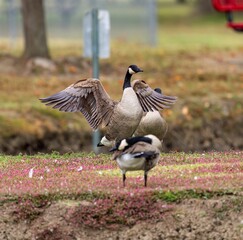 Canadian goose with outstretched wings in a park