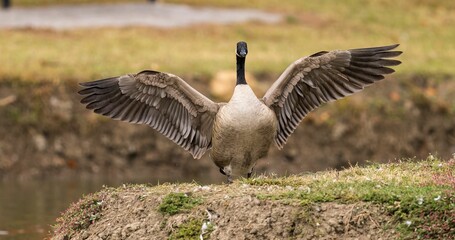 Canadian goose with outstretched wings in a park