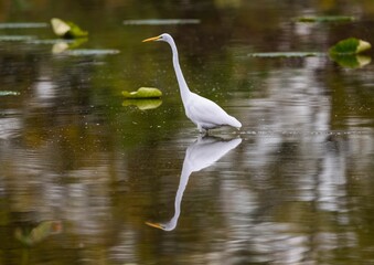 Closeup shot of a great white egret walking in a pond
