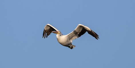 Pelican flying in the air against a blue sky